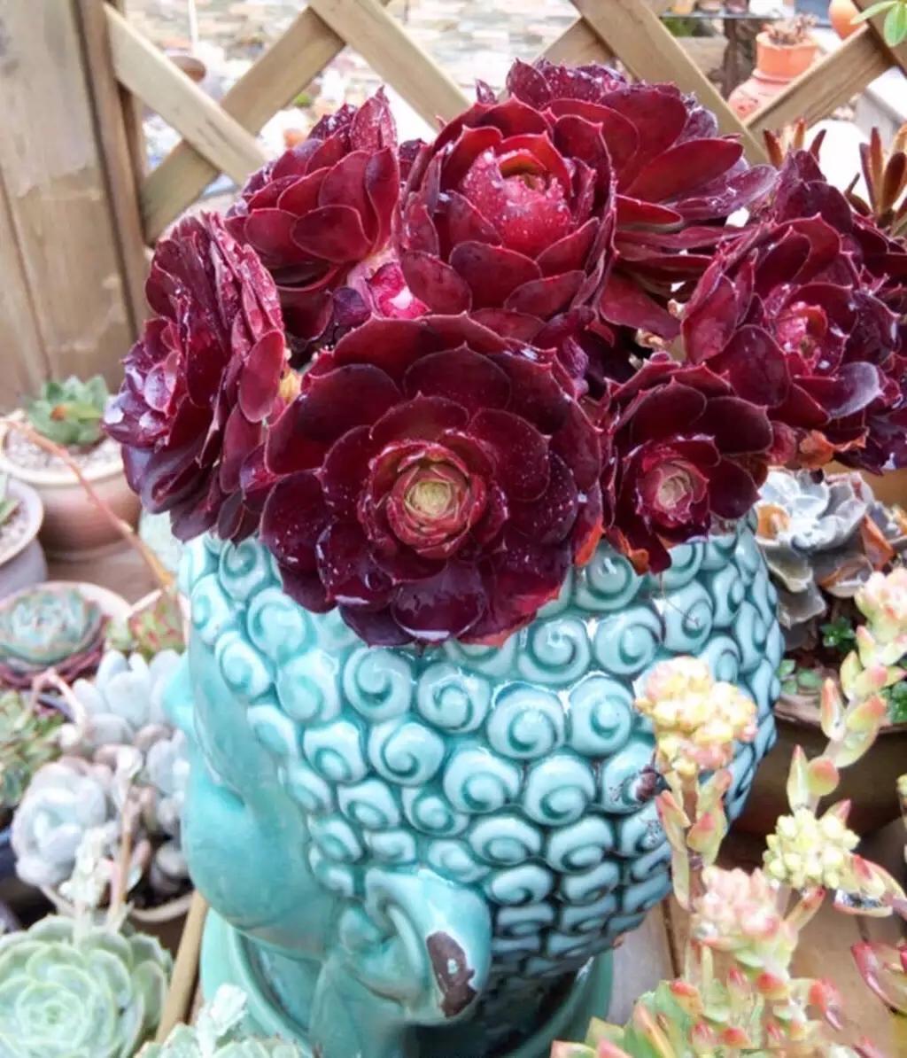 多肉法师韶羞现在能摘心吗,多肉法师欧紫跟韶羞的对比图