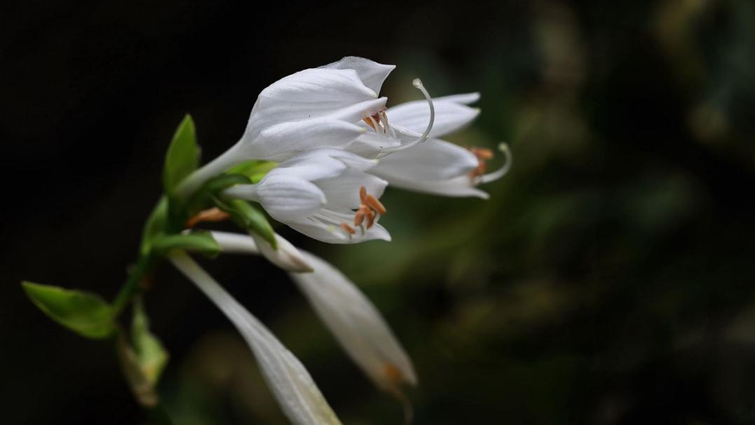 有关玉簪花的古诗词,古诗暗香的诗句