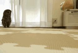 什么狗能打得过二哈,一群狗打二哈吓腿软