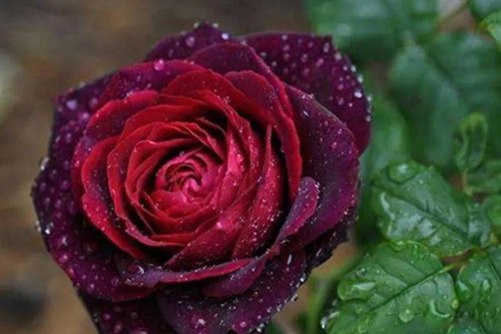 花店必备的5款玫瑰,鲜花图鉴一次性认识30种玫瑰花