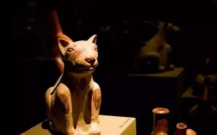 长相可爱但是战斗力爆棚的犬,有些狗虽然外表看起来靓丽可爱