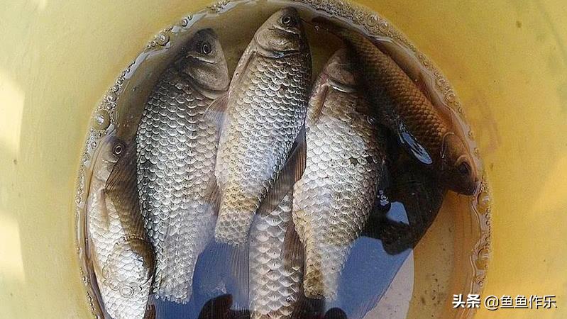 钓鱼人之殇:如何解决老婆不让钓鱼的问题