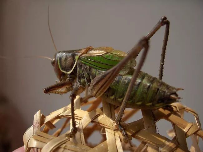 养殖什么稀奇的品种赚钱快又好养,养殖最赚钱的品种