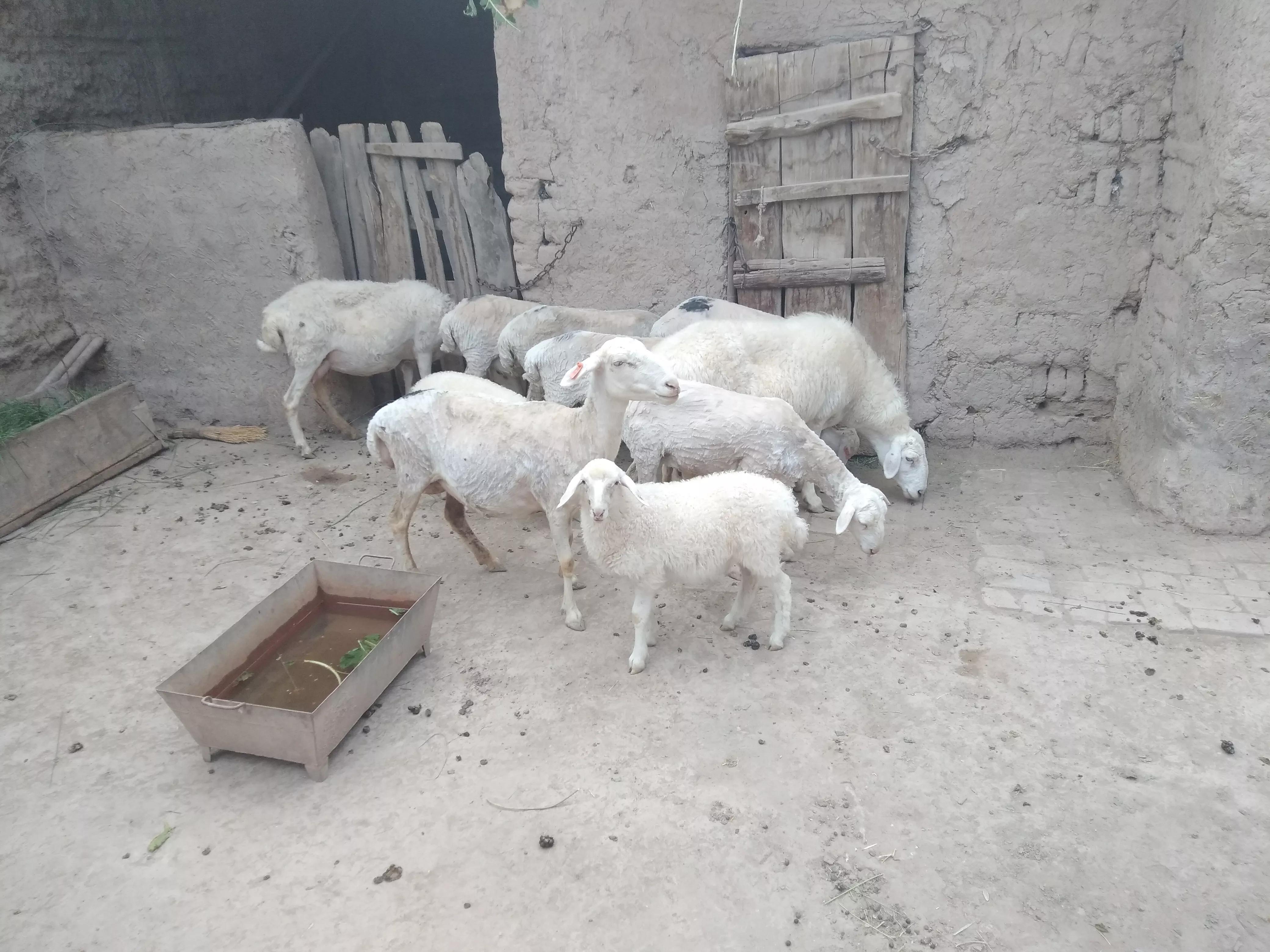 给年轻养羊人的八条忠告,养羊人最怕五件事