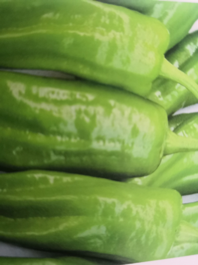 辣椒苗根部长白霉点是什么原因,辣椒茎杆腐烂并长白霉是什么病