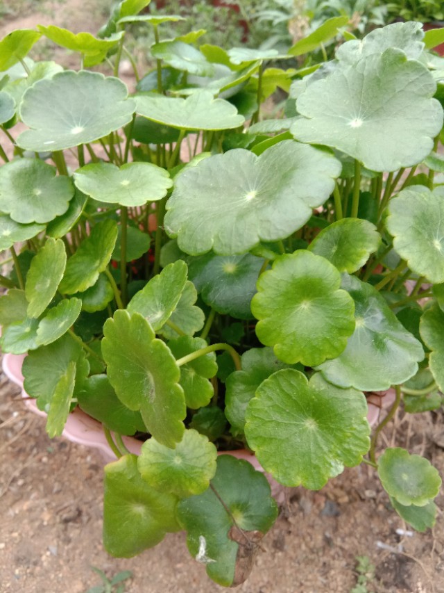 浜鸿浜虹埍缈$繝,浜鸿浜虹埍鑺辫崏