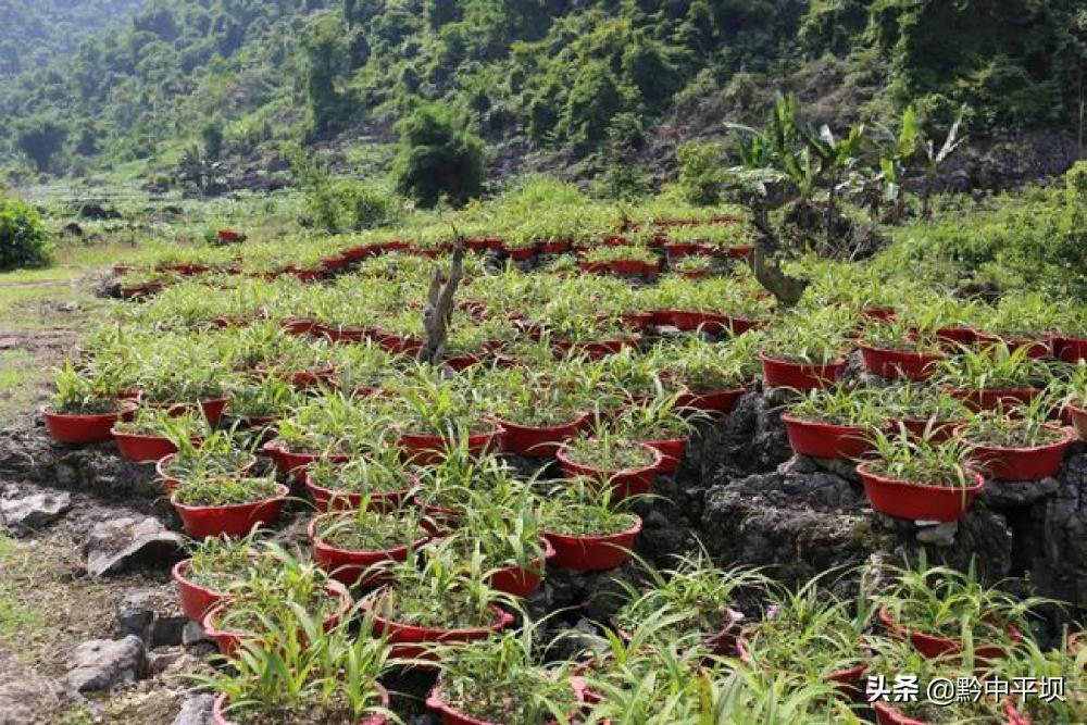 华春莹点赞贵州白及产业正向百亿级发展