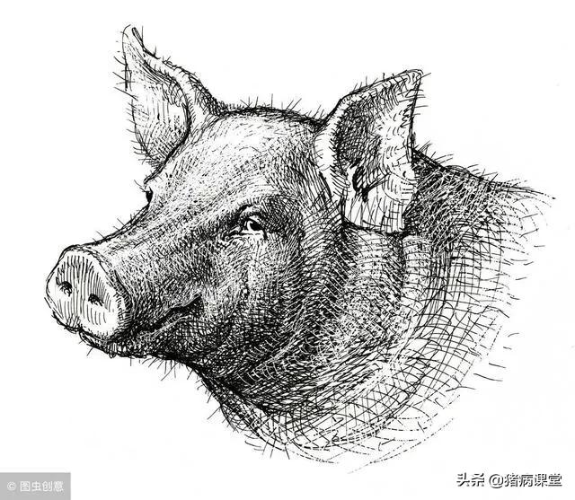 卡巴匹林钙和兽药有什么区别,卡巴匹林钙可溶性粉兽药作用