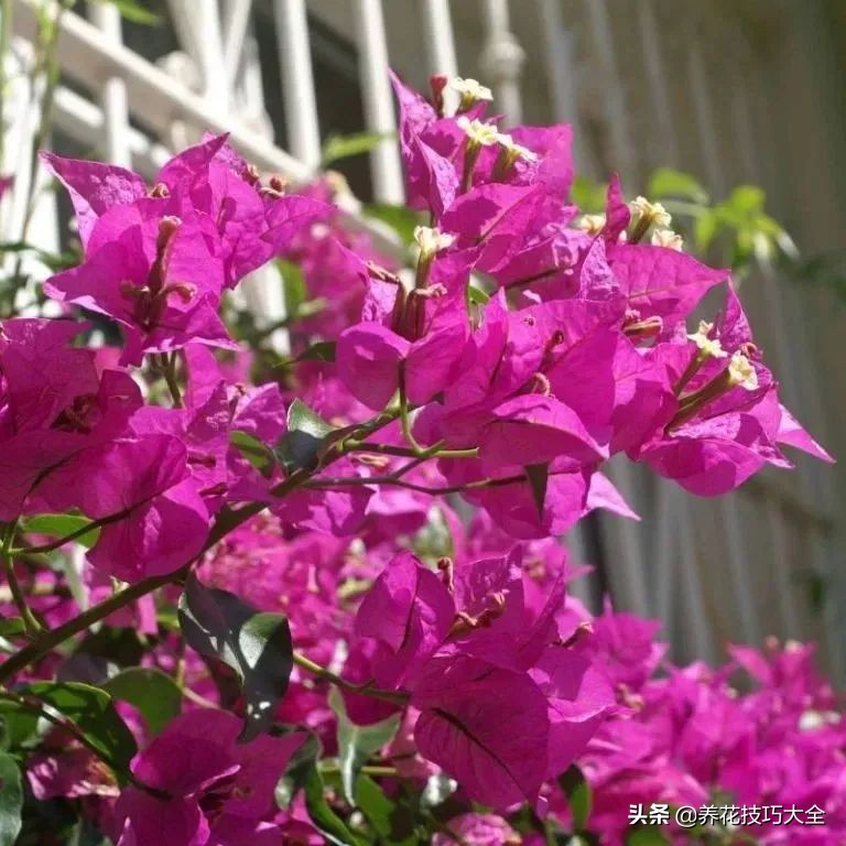 想要花养得好要施什么肥,想要花养得好就要勤换花