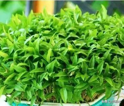 怎样在纸上种菜,纸上种菜的技术很简单