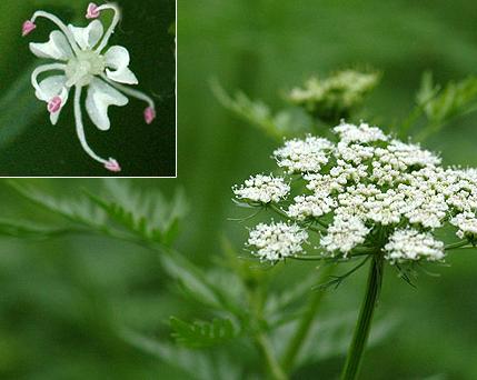十大止痒中草药蛇床子用量,中药蛇床子的功效和主治是什么