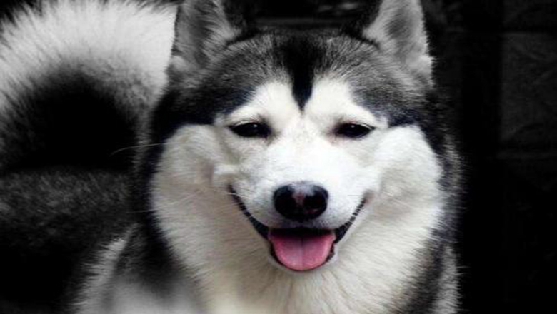 挑选哈士奇性格,挑选哈士奇幼犬技巧