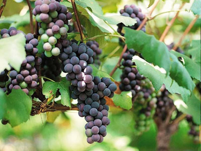 农村的野果子有哪些,农村的野果子真好吃