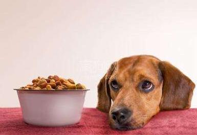 狗狗呕吐狗粮怎么回事,狗狗吐了狗粮要怎么办呢