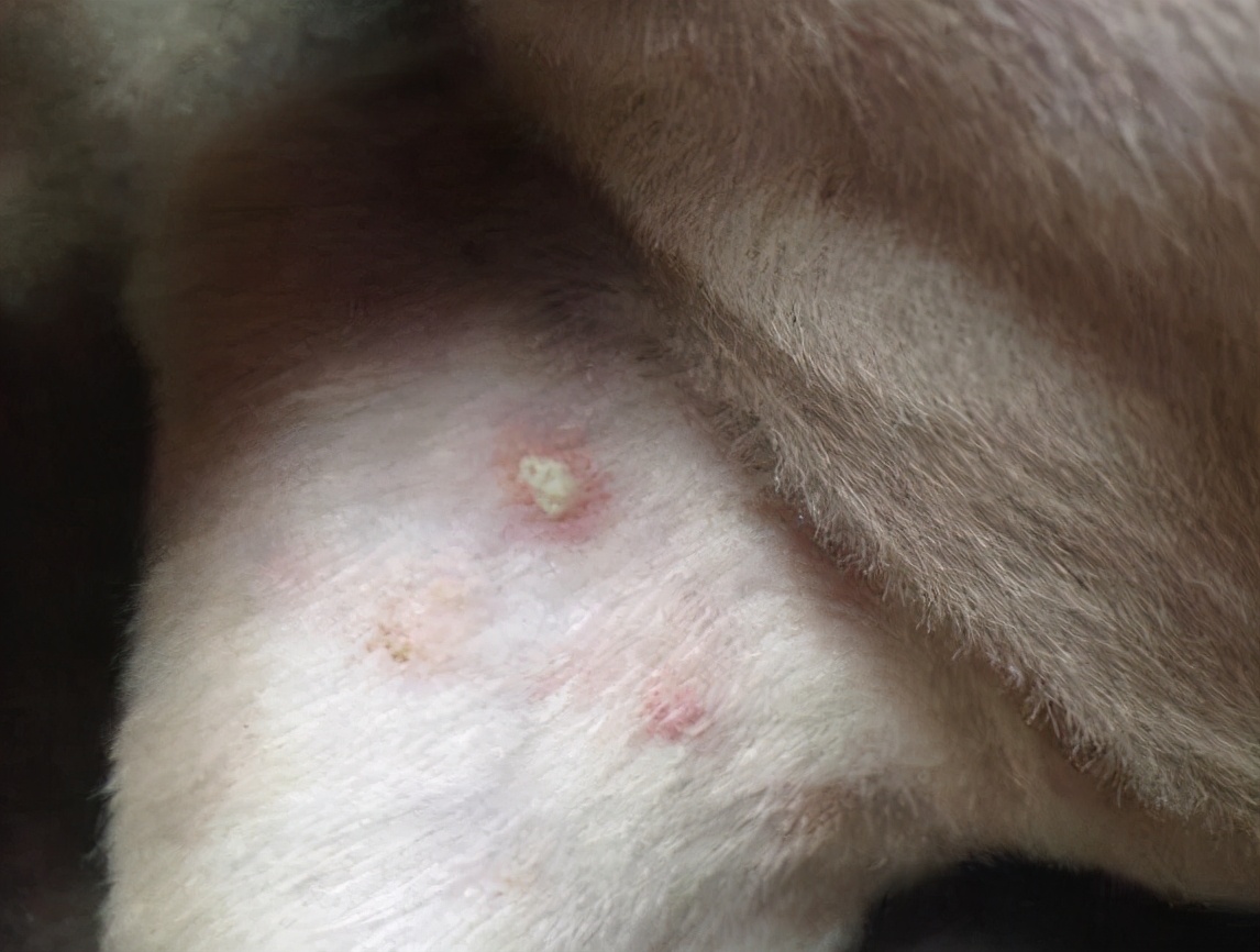 脓皮症治疗是一场“长期战役”养狗的人要注意了