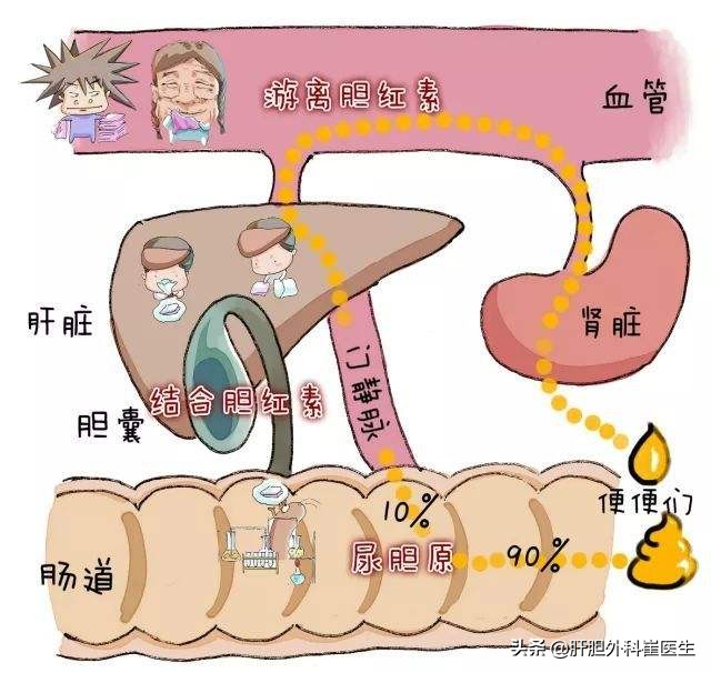 体检发现胆红素升高要注意，医生：3方面告诉你是哪些疾病造成的
