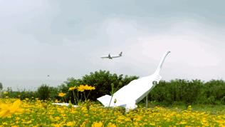 双流哪里可以赏花看飞机,双流附近赏花攻略路线