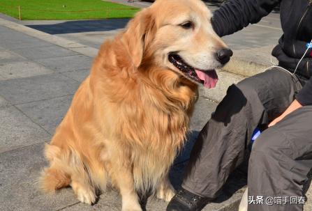 金毛半夜哈气走动不睡觉,金毛突然很暴躁对人龇牙咧嘴