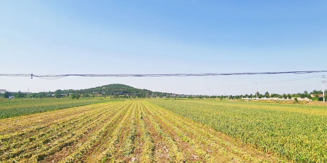 邳州大蒜与金乡大蒜,关于邳州特产大蒜介绍