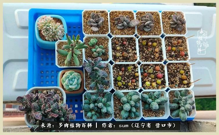 养多肉是一个很治愈的过程,养多肉是一种爱