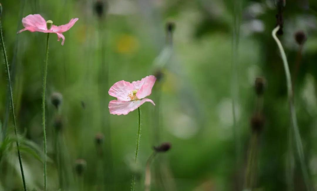 李辛的养生知识,李辛养生