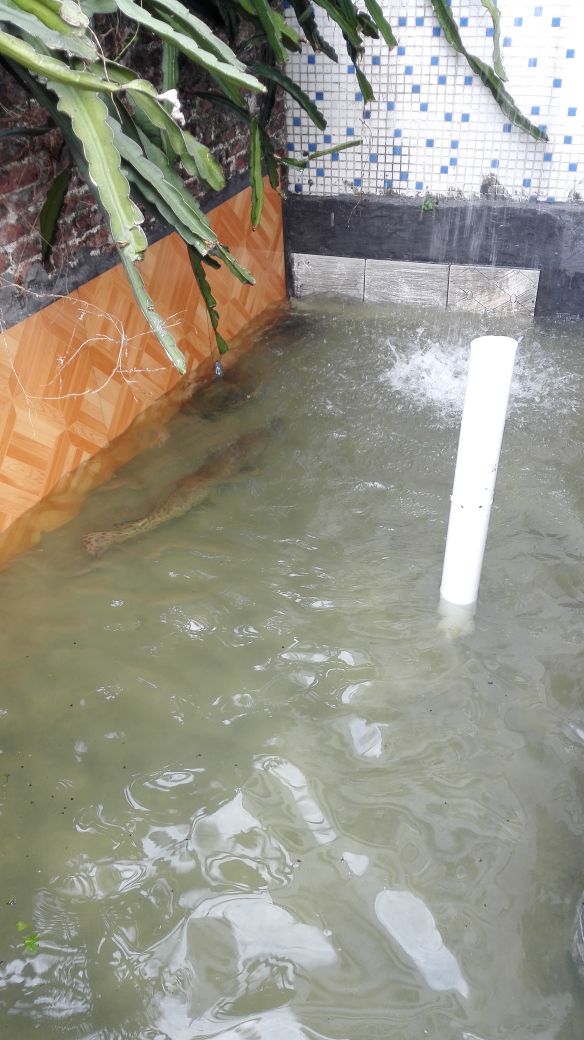 养龟人心路历程,养龟人的心路历程