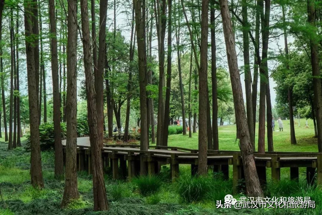 武汉环城绿道,武汉上半年全线贯通的新绿道