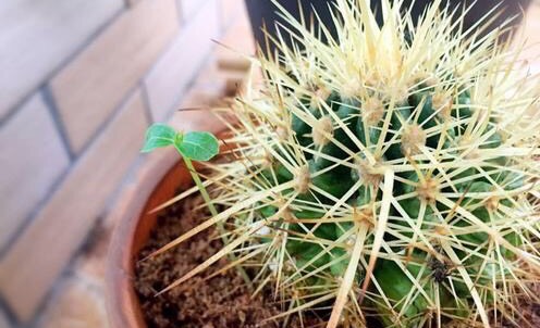 养仙人球运气好吗,仙人球养殖方法和浇水方法图片