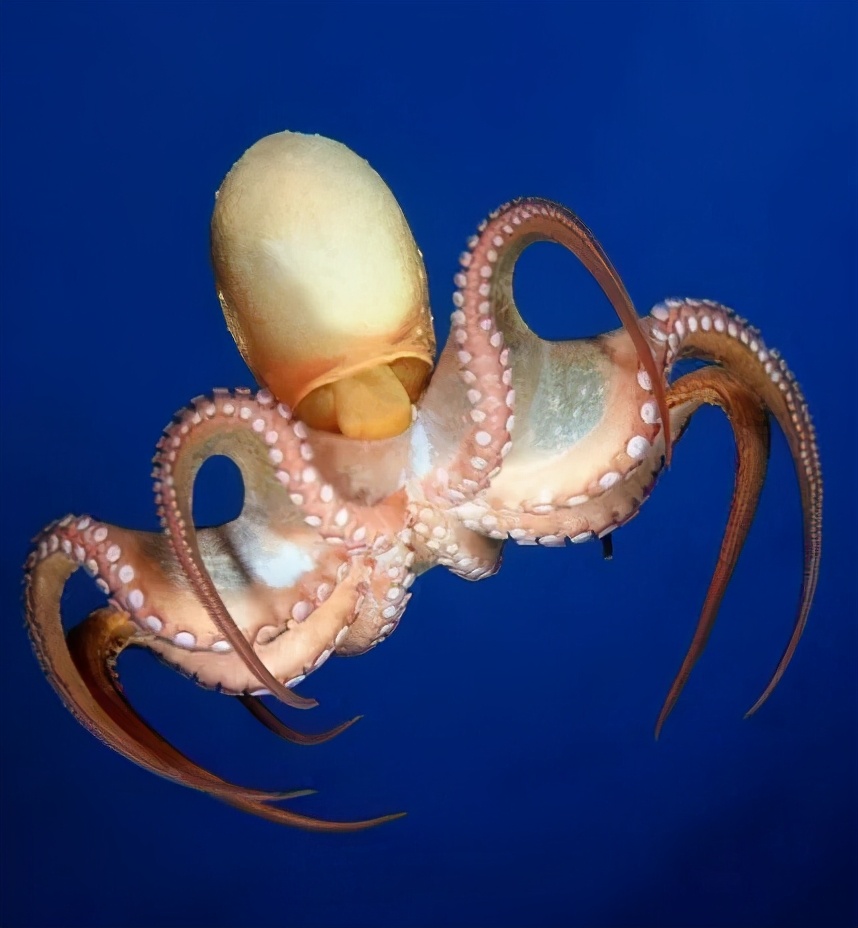 课例是什么意思啊,课例分享ppt