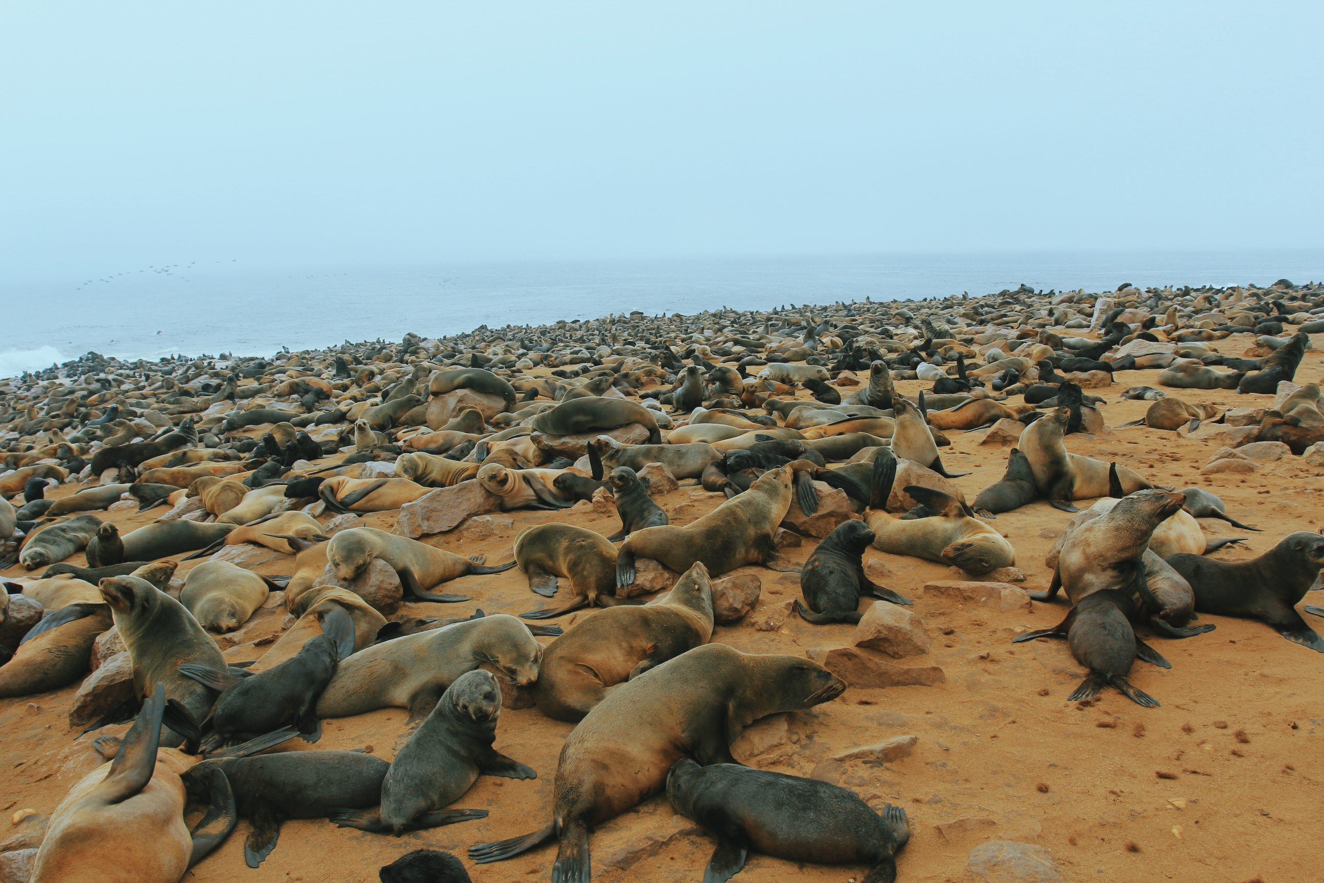 世界上有趣的动物视频,世界上最有趣的海底动物