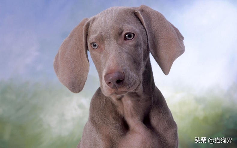 狗瘟就是犬瘟热，狗狗出现狗瘟该怎么办？#狗狗大明星#