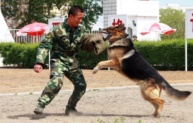 警犬执行任务牺牲训导员赶到哭了,功勋警犬山地奔袭3小时中暑晕厥