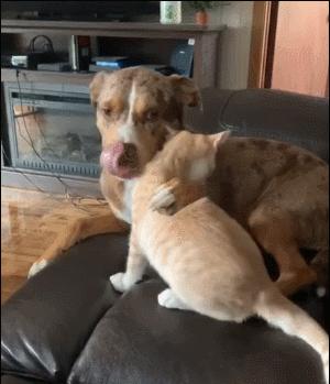 猫：这辈子亲过最狠的嘴…都看见嗓子眼儿了