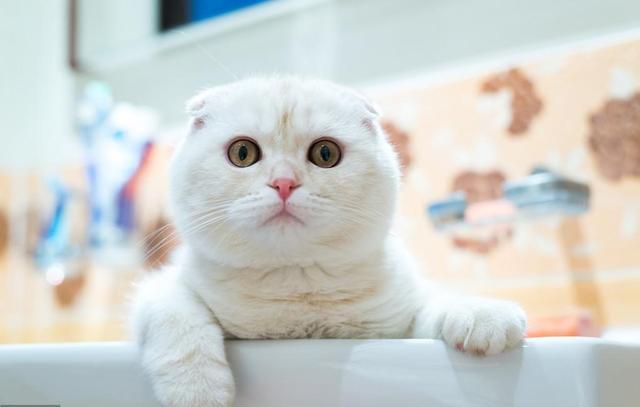 养猫的为什么觉得到处都是屎臭味,养猫为什么感觉家里都是猫尿味