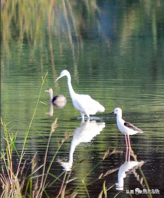 澶х編鏃犳瀬楂樻竻鐩存挱,澶х編鏃犳瀬