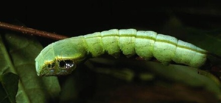 这个技能我服气!影帝级别的毛毛虫,遇到危险秒变毒蛇