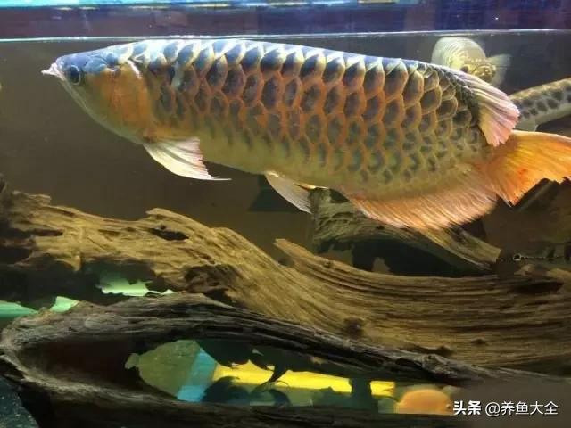 马来西亚买海鲜,怎么样直接从马来西亚购买龙鱼