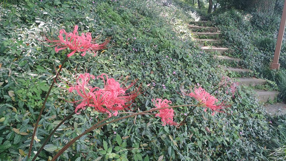 西湖风物志:随处可见的绿果果,老杭州都说是宝贝,竟然免费捡?