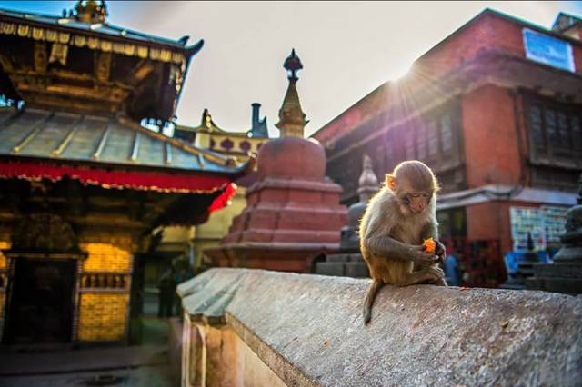 复活的世界全集,印度8天7晚旅游攻略