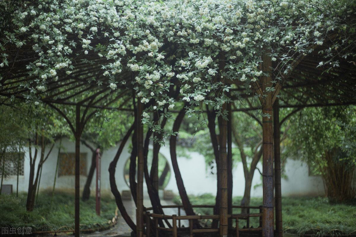 100种常见园林图鉴,列举20类不同的园林花卉