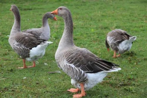 养鹅看家护院什么品种好,打工赚不到钱回家养鸡