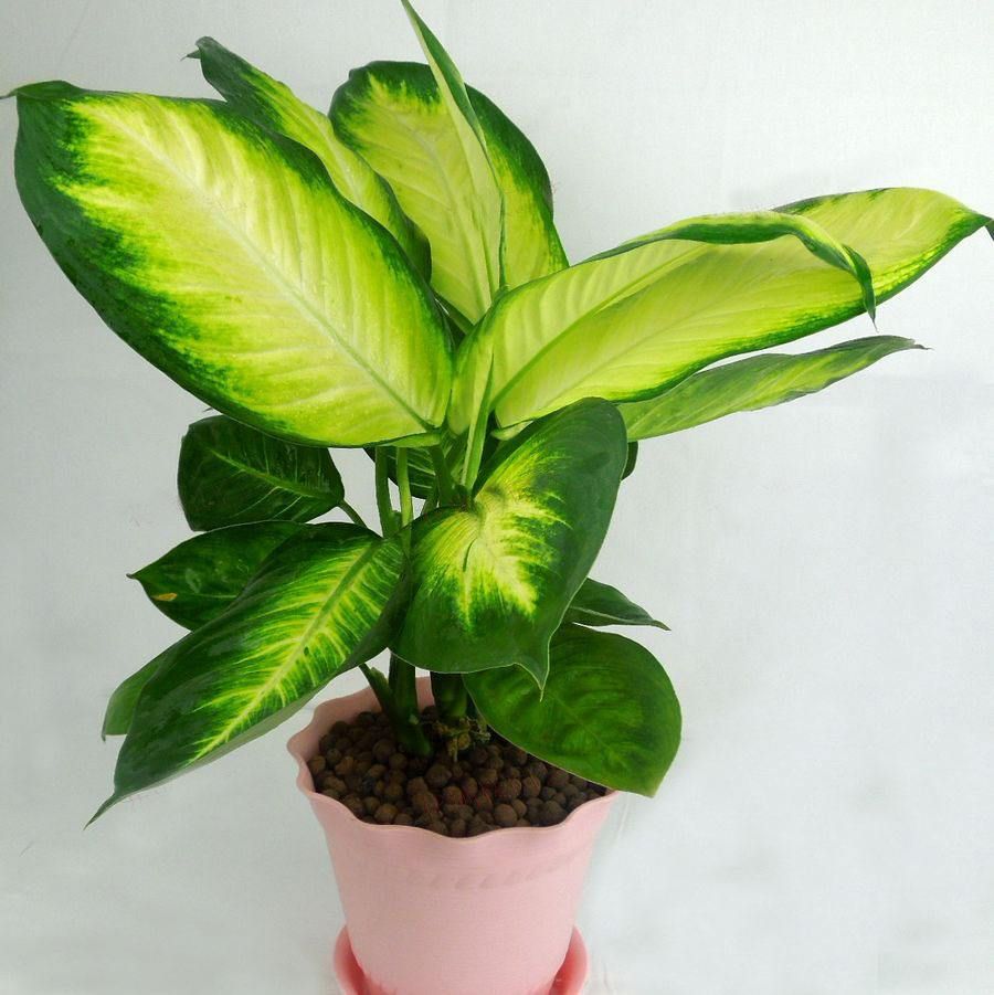 水养万年青的正确方法,怎么养广东万年青枝繁叶茂