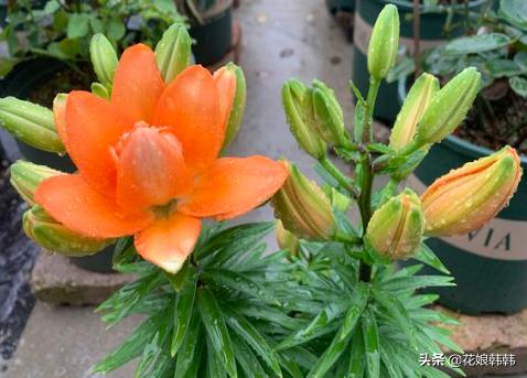 高温百合花消苞怎么办,百合花苞都黄了怎么回事