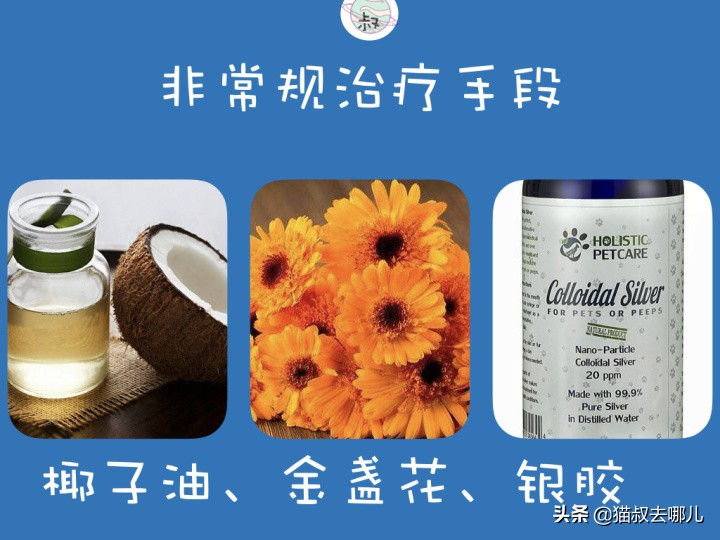 新手如何养猫防止猫癣复发,猫癣严重还想养猫应该做什么