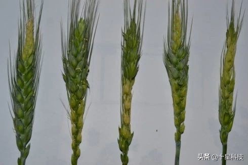 小麦一喷三防技术,小麦一喷八防配方