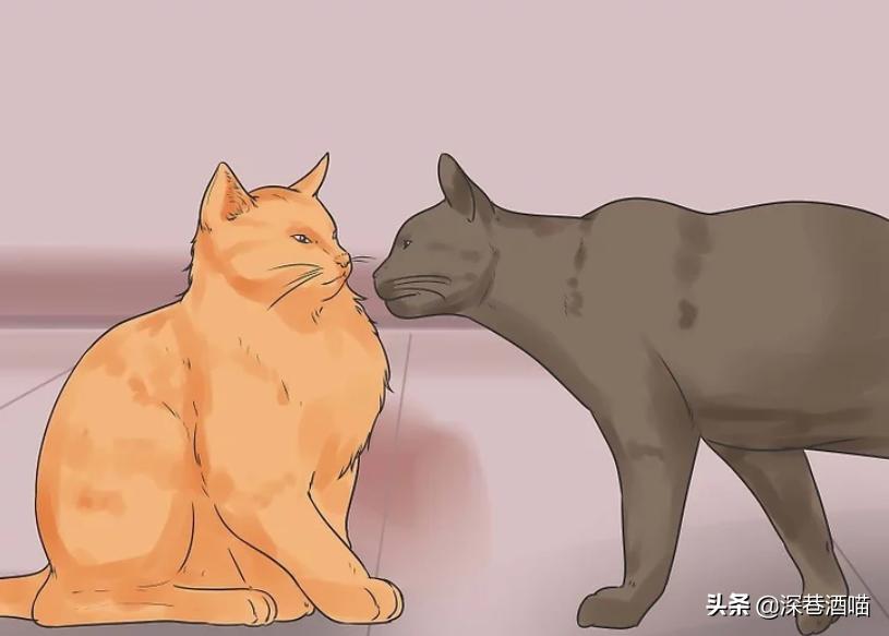 猫咪原住民和新猫如何快速相处,原宿猫如何接收新猫