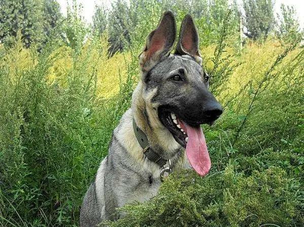 14年前67条搜救犬有哪些,最好的搜救犬是哪只