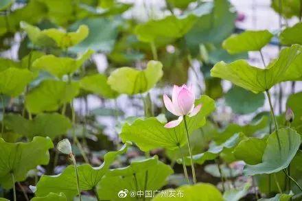 广州有荷花的地方,广州周边的荷花景点推荐