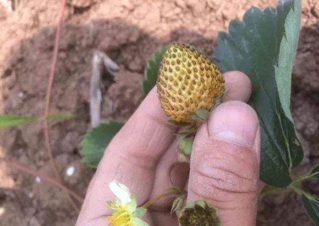 草莓打药后出现僵果怎么办,草莓控旺严重造成僵果怎么办