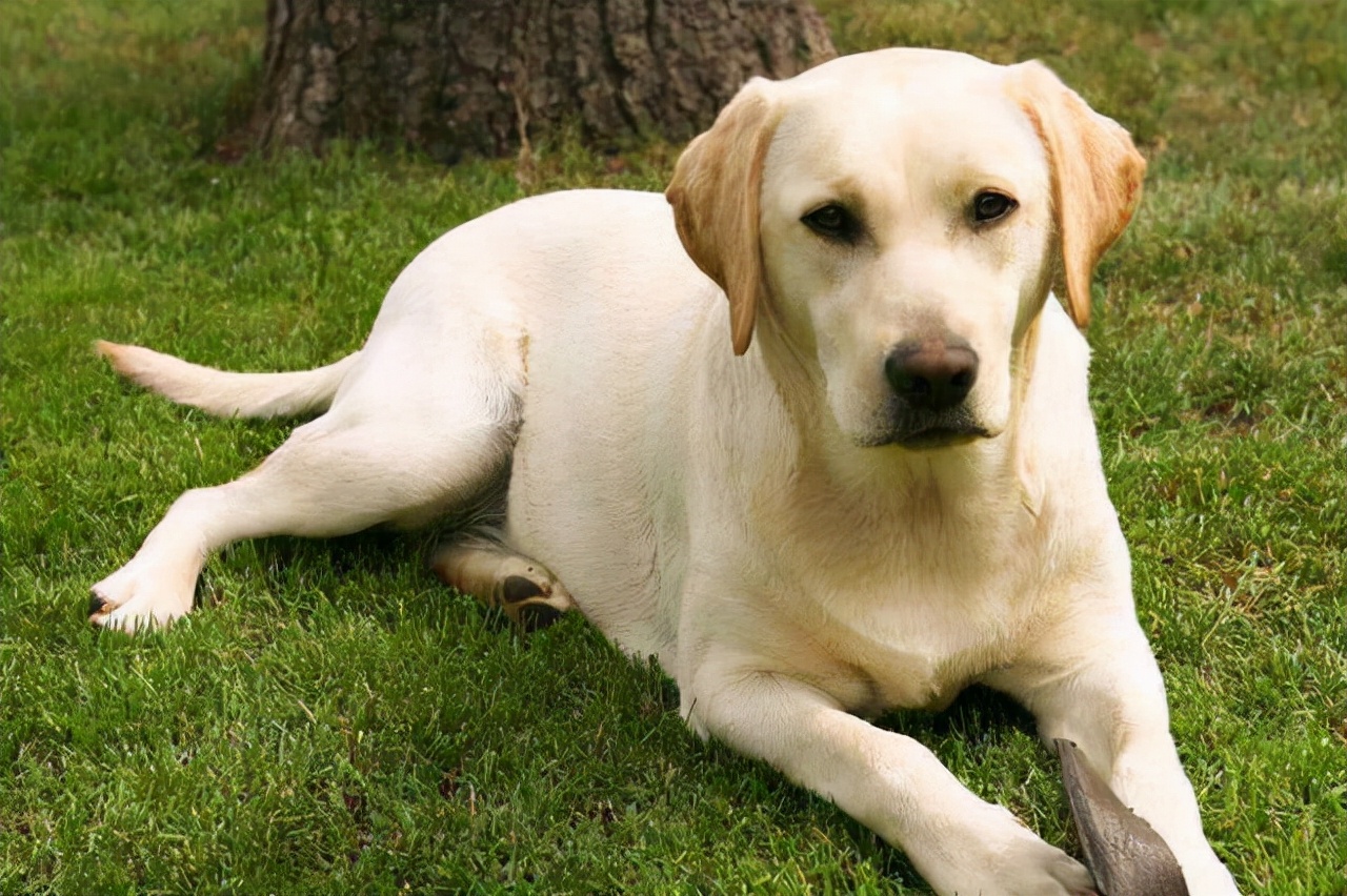 十大服从性最好的狗狗,狗狗中最乖的狗是哪一种